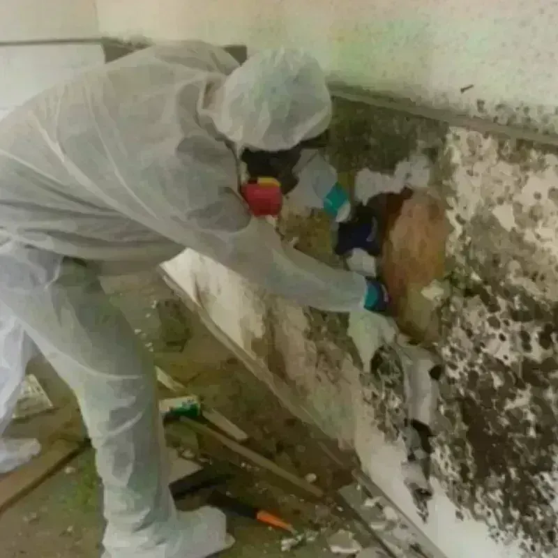 Mold Remediation and Removal in Frankfort, IN